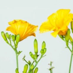 Perfect Plants All Shrubs & Hedges Stella De Oro Daylily Shrub