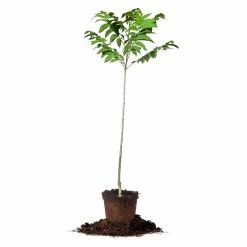 Perfect Plants Pecan Trees Stuart Pecan Tree | Type 2 Pollinator