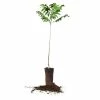Perfect Plants Pecan Trees Stuart Pecan Tree | Type 2 Pollinator