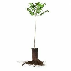 Perfect Plants Sales Shop 26 Perfect Plants Pecan Trees Stuart Pecan Tree | Type 2 Pollinator