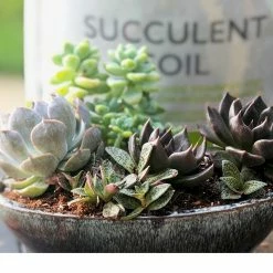 Perfect Plants Succulent & Cactus Soil |View All