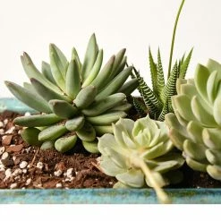 Perfect Plants Succulent & Cactus Soil |View All