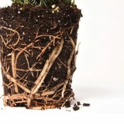 Perfect Plants Succulent & Cactus Soil |View All