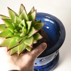 Perfect Plants Succulent & Cactus Soil |View All