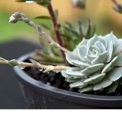 Perfect Plants Succulent & Cactus Soil |View All