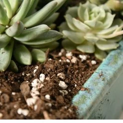 Perfect Plants Succulent & Cactus Soil |View All