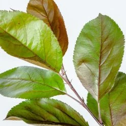 Perfect Plants All Trees Summer Wonder Crabapple Tree