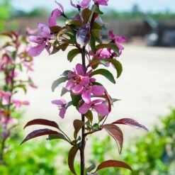 Perfect Plants All Trees Summer Wonder Crabapple Tree
