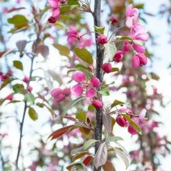 Perfect Plants All Trees Summer Wonder Crabapple Tree