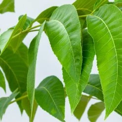 Perfect Plants Sumner Pecan Tree | Type 2 Pollinator Pecan Trees