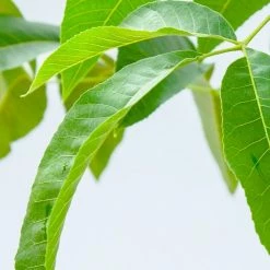 Perfect Plants Sumner Pecan Tree | Type 2 Pollinator Pecan Trees