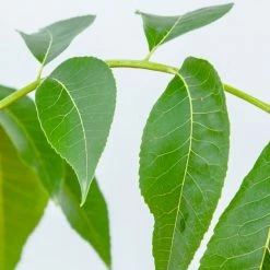 Perfect Plants Sumner Pecan Tree | Type 2 Pollinator Pecan Trees