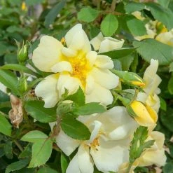 Perfect Plants Sunny Knock Out® Rose Bush
