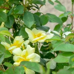 Perfect Plants Sunny Knock Out® Rose Bush