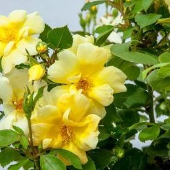 Perfect Plants Sunny Knock Out® Rose Bush