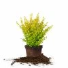 Perfect Plants Sunshine Ligustrum Shrub