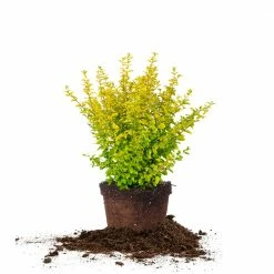 Perfect Plants Sunshine Ligustrum Shrub