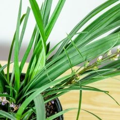 Perfect Plants LIRIOPE SUPER BLUE SHRUB Liriope Shrubs