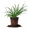 Perfect Plants LIRIOPE SUPER BLUE SHRUB Liriope Shrubs