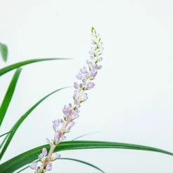 Perfect Plants LIRIOPE SUPER BLUE SHRUB Liriope Shrubs