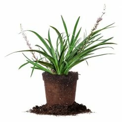 Perfect Plants LIRIOPE SUPER BLUE SHRUB Liriope Shrubs