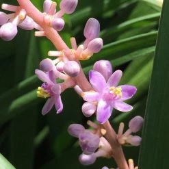 Perfect Plants LIRIOPE SUPER BLUE SHRUB Liriope Shrubs
