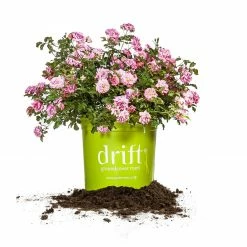 Perfect Plants Red Knock Out® Rose Bush Knock Out® Roses