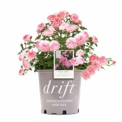 Perfect Plants Sales Shop 33 Perfect Plants Drift® Roses Sweet Drift® Rose Bush