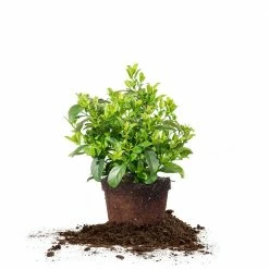 Perfect Plants Sweet Viburnum 15 Perfect Plants Sweet Viburnum