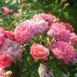 Perfect Plants Drift® Roses Sweet Drift® Rose Bush