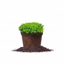 Perfect Plants Soft Touch Holly Shrub Ilex Crenata All Shrubs & Hedges 9 Perfect Plants Soft Touch Holly Shrub Ilex Crenata All Shrubs & Hedges