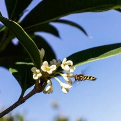 Perfect Plants Flowering Shrubs Fragrant Tea Olive Tree