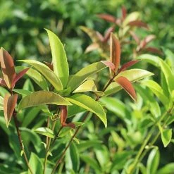 Perfect Plants Flowering Shrubs Fragrant Tea Olive Tree