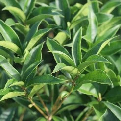 Perfect Plants Flowering Shrubs Fragrant Tea Olive Tree