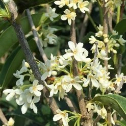 Perfect Plants Flowering Shrubs Fragrant Tea Olive Tree