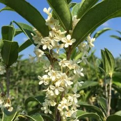 Perfect Plants Flowering Shrubs Fragrant Tea Olive Tree
