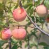 Perfect Plants All Fruit & Nut Trees TexStar Peach Tree