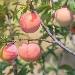 Perfect Plants All Fruit & Nut Trees TexStar Peach Tree