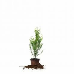 Perfect Plants All Trees Thuja Green Giant Tree