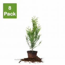 Perfect Plants All Trees Thuja Green Giant Tree