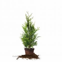 Perfect Plants All Trees Thuja Green Giant Tree