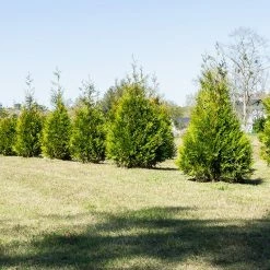 Perfect Plants All Trees Thuja Green Giant Tree