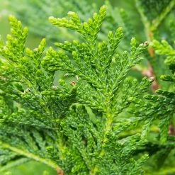 Perfect Plants All Trees Thuja Green Giant Tree