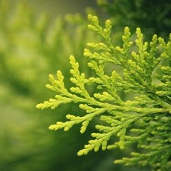 Perfect Plants All Trees Thuja Green Giant Tree