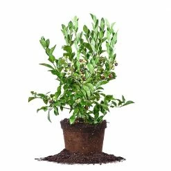Perfect Plants All Fruit & Nut Trees Tifblue Blueberry Bush