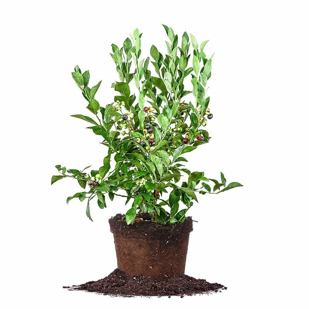 Perfect Plants All Fruit & Nut Trees Tifblue Blueberry Bush 1 Perfect Plants All Fruit & Nut Trees Tifblue Blueberry Bush