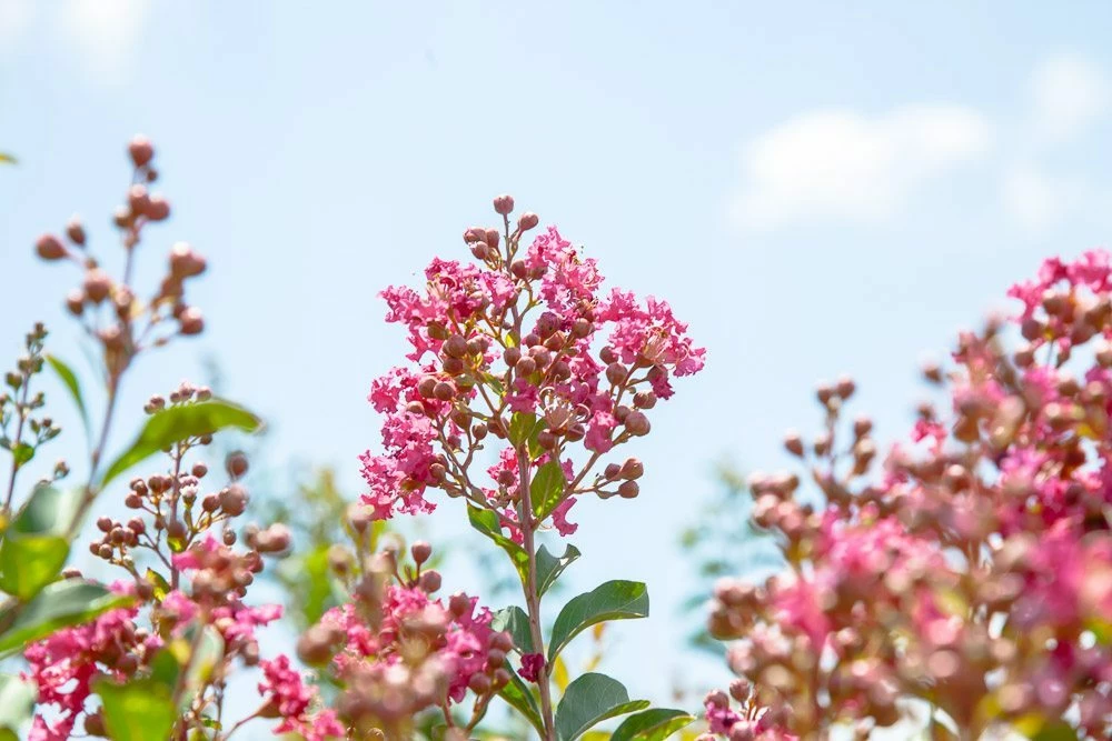 Perfect Plants All Trees Tonto Crape Myrtle Tree 2 Perfect Plants All Trees Tonto Crape Myrtle Tree