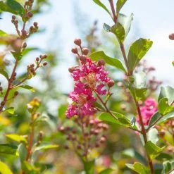 Perfect Plants All Trees Tonto Crape Myrtle Tree 9 Perfect Plants All Trees Tonto Crape Myrtle Tree