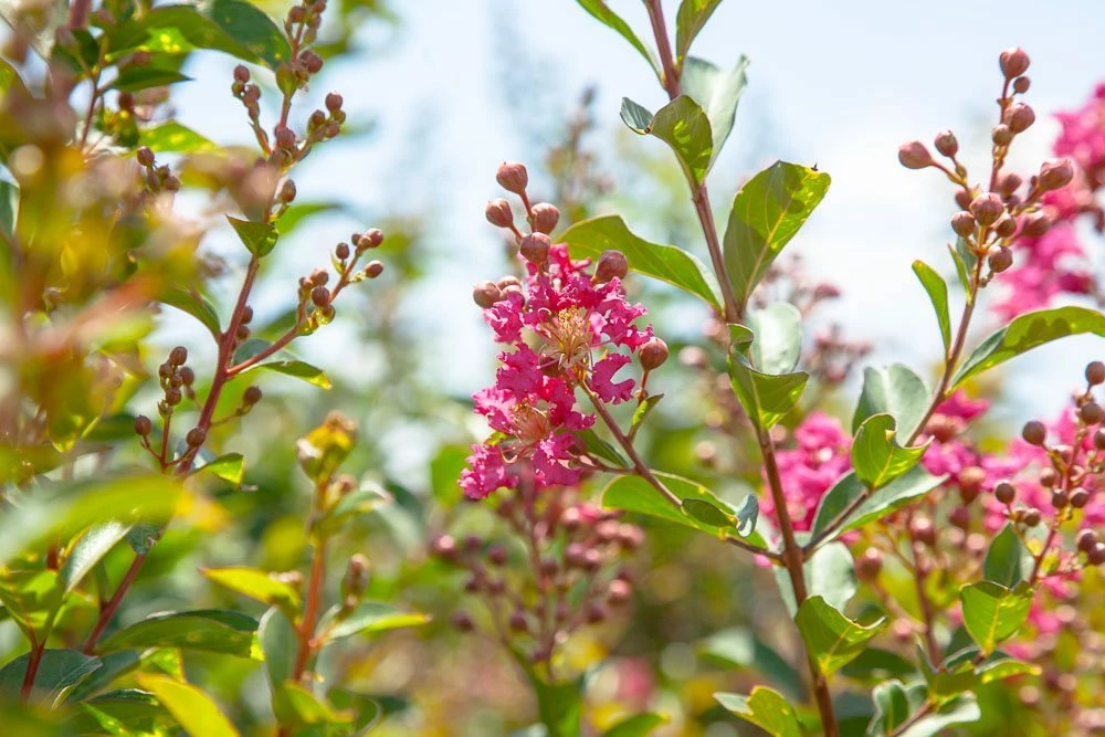 Perfect Plants All Trees Tonto Crape Myrtle Tree 3 Perfect Plants All Trees Tonto Crape Myrtle Tree