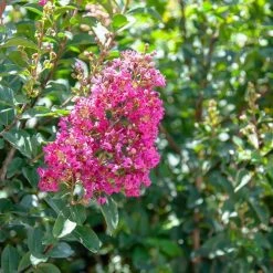 Perfect Plants All Trees Tonto Crape Myrtle Tree 10 Perfect Plants All Trees Tonto Crape Myrtle Tree